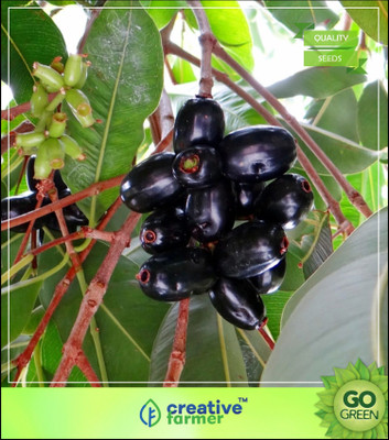 

Creative Farmer Fruit Seeds Saval Naval Blackberry Like Fruit - Syzygium Cumini Seeds For Garden Fruit Seeds Seed(5 per packet)