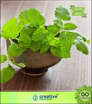 

Creative Farmer Herb Seeds Home Depot - Blue Balm Seed(20 per packet)