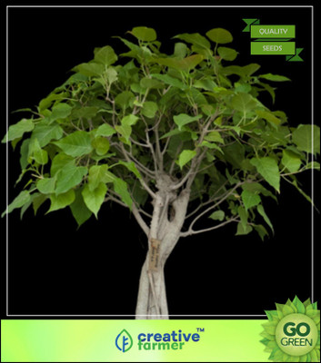 

Creative Farmer Birth Star Tree Seeds: Elangi - Pooyam Seed(50 per packet)
