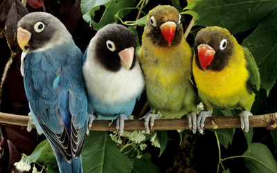 

Lovebirds ANIMALS & BIRDA ON FINE ART PAPER HD QUALITY WALLPAPER POSTER Fine Art Print(19 inch X 13 inch, Rolled)