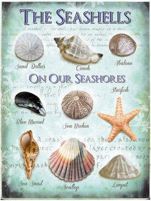 

Sehaz Artworks The-Seashells Sign(1)