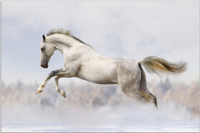 

Sehaz Artworks Silk-White-Horse Sign(1)