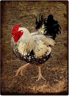 

Sehaz Artworks Rooster Sign(1)