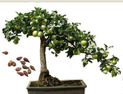 VS GLOBAL Apple Seed(20 per packet)
