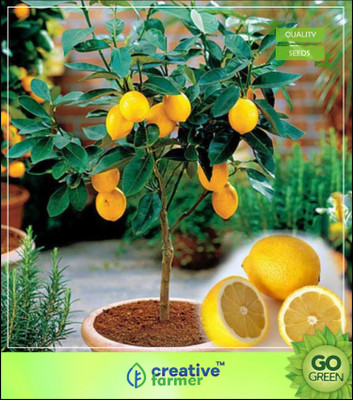 

Creative Farmer Fruit Seeds : Exotic Lemon Hyb Dwarf Plant Seeds Fruit Seeds For Balcony Garden Seed(5 per packet)