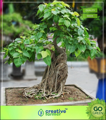 

Creative Farmer Tree For Roadside Ficus Religiosa A Sacred Fig Fast Growing Trees Seed(50 per packet)