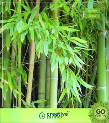 

Creative Farmer Male Bamboo Seeds For Outdoor Bamboo Seeds Seed(10 per packet)