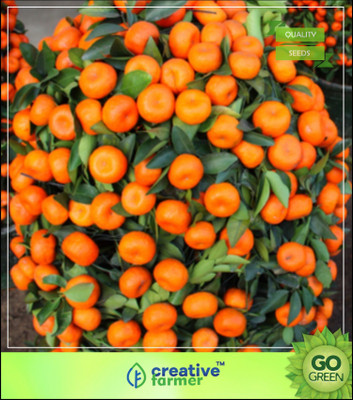 

Creative Farmer Orange Tree Fruit Plant Seeds Gardening Fruit Seeds Seed(5 per packet)