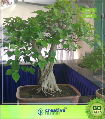 

Creative Farmer Tree Seeds For All Season Peepal Tree - Ficus Herb Seeds Seed(50 per packet)