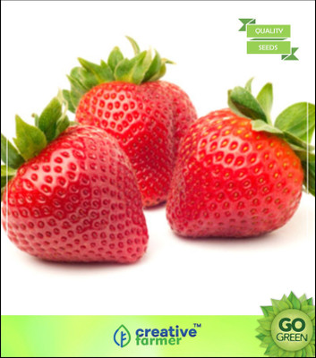 

Creative Farmer Herb Garden - Strawberry Fruit Seed(20 per packet)
