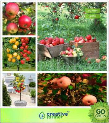 

Creative Farmer Apple Tree Seeds Sweet Delicious Fruits Plant For Garden Seed(5 per packet)