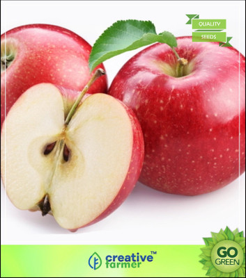 

Creative Farmer Seeds Of Fruits : Deciduous Tree Apple For Tropical Regions Seed(5 per packet)