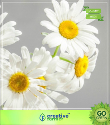 

Creative Farmer Herb Seeds Home Depot - Chaamanthi - Chamomile Seed(20 per packet)