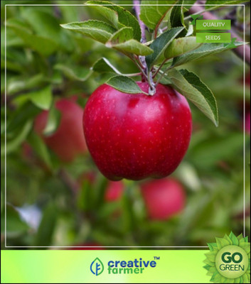 

Creative Farmer Fruit Seeds : Apple Tree Seeds Sweet Delicious Fruits Plant For Garden Seed(5 per packet)