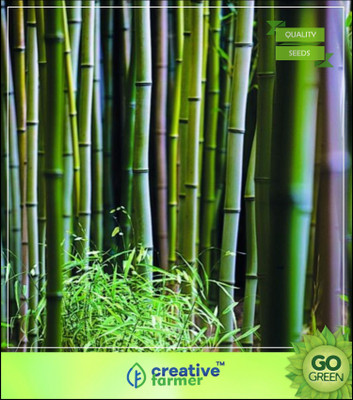 

Creative Farmer Bamboo Seeds For Garden Bamboo Seeds Seed(10 per packet)