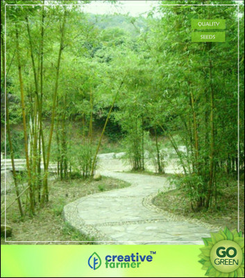 

Creative Farmer Solid Bamboo Seeds For Garden Bamboo Seeds Seed(10 per packet)