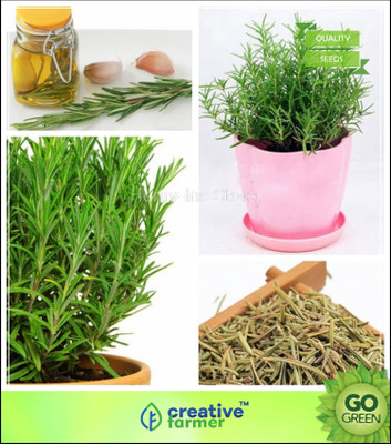

Creative Farmer Herb Seeds Home Depot - Culinary Major Herb Seeds Pack Rosemary Seeds Seed(20 per packet)