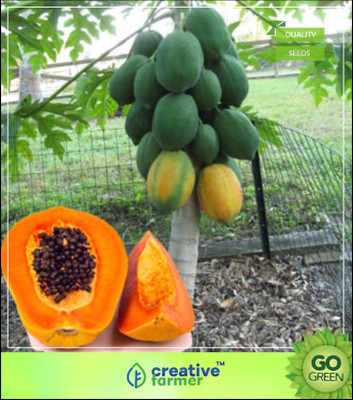 

Creative Farmer Organic Dwarf Hovey Papaya Seeds Fruit Seeds Tree Seeds Rare Delicious Fruit Plant Papaya Potted For Home Garden Fruit Seeds For Kitchen Garden Seed(20 per packet)