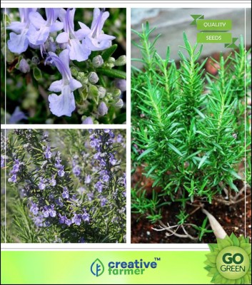 

Creative Farmer Herb Seeds For Planting - Rosemary Seeds Rosmarinus Officinalis Spice Herb Seed(20 per packet)