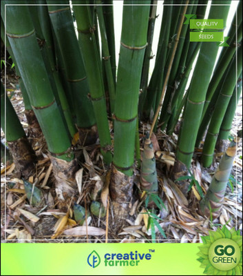 

Creative Farmer Organic Bamboo Seeds Suitabe To Grow In Gardens, Near Swimming Pools, Lawns Bamboo Seeds Seed(10 per packet)