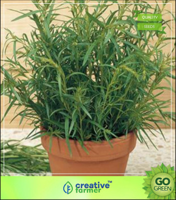 

Creative Farmer Herb Yielding Seeds - Herb Seeds Tarragon Russian Seed(20 per packet)