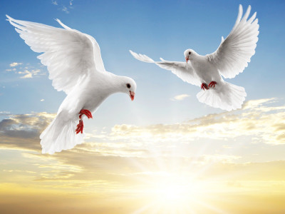 

Dove Pair ON SKY PEIGEON ON FINE ART PAPER HD QUALITY WALLPAPER POSTER Fine Art Print(19 inch X 13 inch, Rolled)
