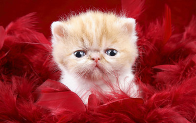 

Precious Cute Love CAT ON FINE ART PAPER HD QUALITY WALLPAPER POSTER Fine Art Print(19 inch X 13 inch, Rolled)