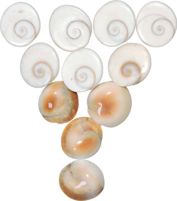 

SHIVOHAM Diwali Puja Maha Laxmi Gomti Chakra 11pcs Decorative Showpiece - 3 cm(Stoneware, Brown, White)