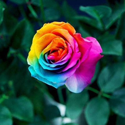 

Greenly Rose Seed(15 per packet)