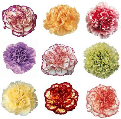 

RDRoz Carnation Beautiful Flower Seeds Seed(50 per packet)