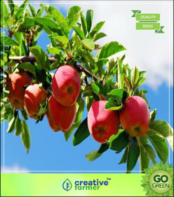 

Creative Farmer Fuji Apple Seed For Balcony Garden Seed(5 per packet)