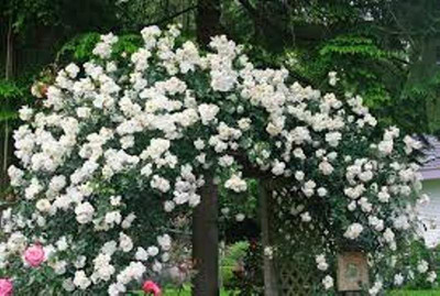 

ROSEMERC Rose Seed(20 per packet)