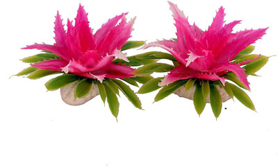 

SRI Laterite Planted Substrate(Pink)