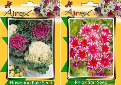 Airex Flowering Kale, Phlox Star (Twinkle Star) Seed(20 per packet)