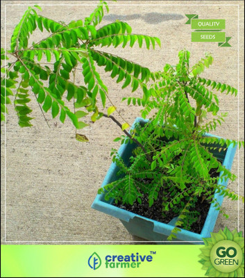 

Creative Farmer Karepaku, Karepeku Kari-Vepa-Chettu Seeds For Rainy Season Seed(5 per packet)