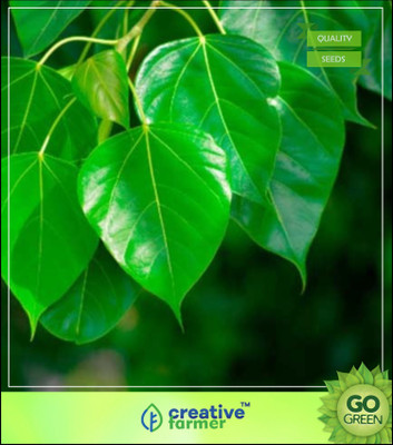 

Creative Farmer Sacred Fig Ficus Religiosa - Arayal Seed Packets Tree Seeds For Seed(50 per packet)