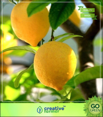 

Creative Farmer Lemon Tree Seeds Fruit Seeds Imported Seed(5 per packet)