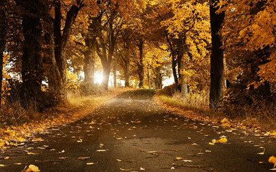 

Autumn Fine Art Print ON FINE ART PAPER HD QUALITY WALLPAPER POSTER Fine Art Print(19 inch X 13 inch, Rolled)