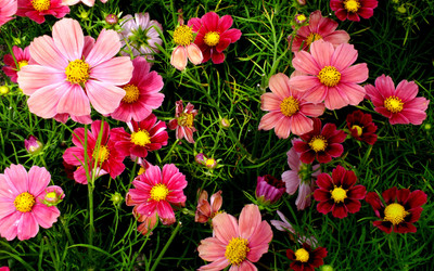 

Pink Cosmos Flowers ON FINE ART PAPER HD QUALITY WALLPAPER POSTER Fine Art Print(19 inch X 13 inch, Rolled)