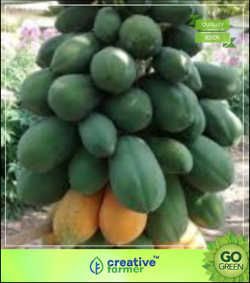 

Creative Farmer Mixed Papaya Varieties Dwarf Honey & Thailand Imported Good Plant Fruit Seeds Exotic Seed(20 per packet)