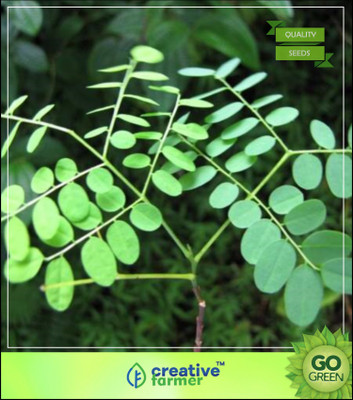 

Creative Farmer Tree Plant For Shade Red Sandalwood Peacock Flower Fence Herbal Seeds For Gardening Tree Seeds Seed(20 per packet)