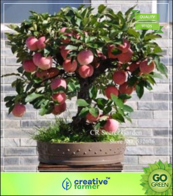

Creative Farmer Seeds Of Fruits : Apple Hazaratbali Variety Fruit Seed Plant For Indoor Compatable Seed(5 per packet)