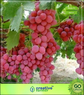 

Creative Farmer Bonsai Suitable Fruit Seeds Green Grape Seed Sweet And Delicious Fruit Seed(5 per packet)