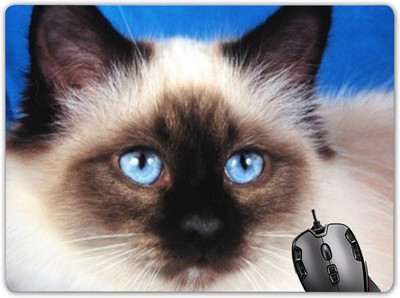 

Claptrap mp-639 Mousepad(Multicolur)