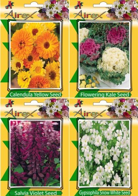 Airex Calendula Yellow, Flowering Kale, Salvia Violet, and Gypsophila Snow White Seed(25 per packet)