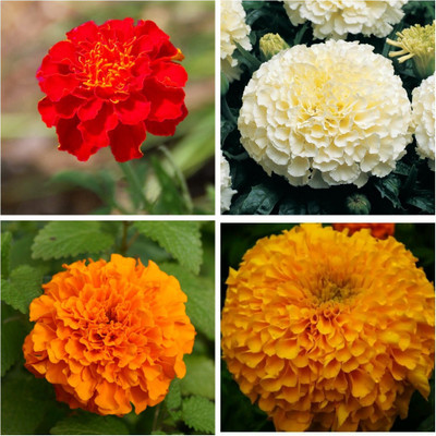 

M-Tech Gardens Marigold Seed(40 per packet)