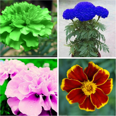 

M-Tech Gardens Marigold Seed(30 per packet)