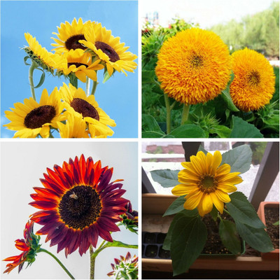 

M-Tech Gardens Sunflower Seed(40 per packet)