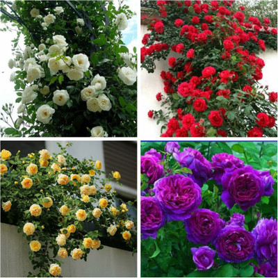 

M-Tech Gardens Rose Seed(40 per packet)