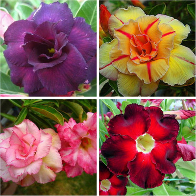

M-Tech Gardens Rose Seed(40 per packet)